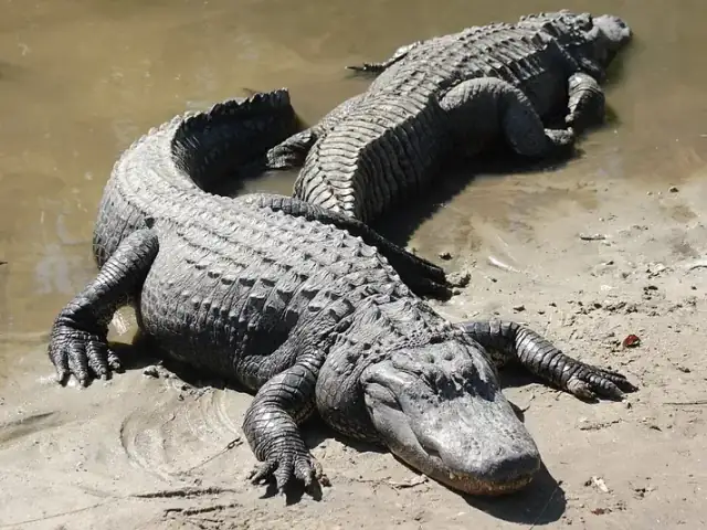 Two American alligators resting together on a muddy bank.