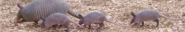 Four armadillos of different sizes foraging together among fallen leaves.