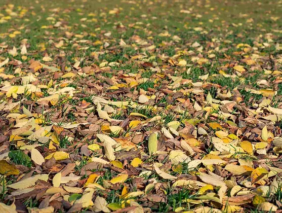 Colourful autumn leaves covering a lawn.