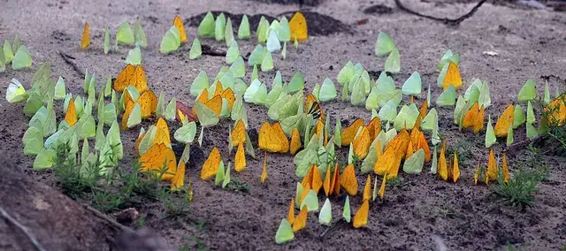 Many butterflies gathering together on damp ground.