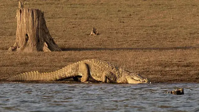 Crocodiles basking together beside a reservoir.