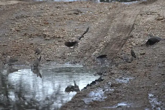 Doves gathered together beside a pool.