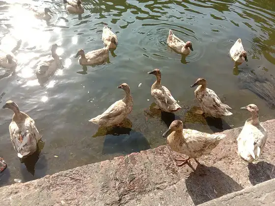 A group of ducks paddling together at the edge of a pond.
