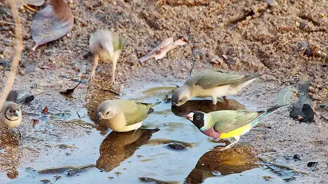 A group of colourful Gouldian finches gathering beside water.