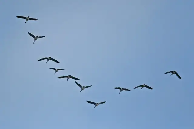 Canada geese flying together in a V-shaped formation against a blue sky.