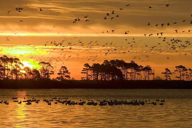 A flock of geese and ducks flying above a wetland.
