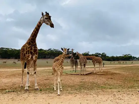A herd of giraffes standing together in open grassland.