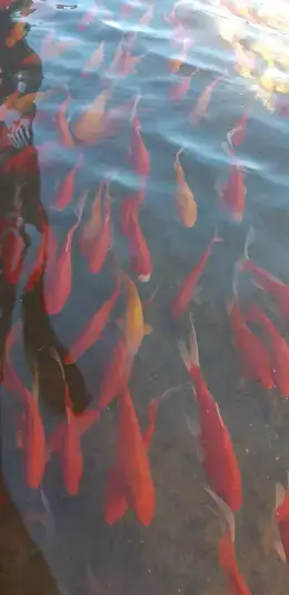 Many orange goldfish swimming together beneath the surface of a pond.