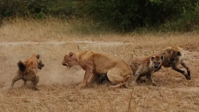 Three spotted hyenas surrounding a lioness in dry grassland.
