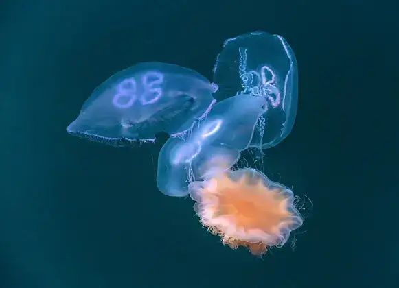 Several jellyfish drifting together underwater.