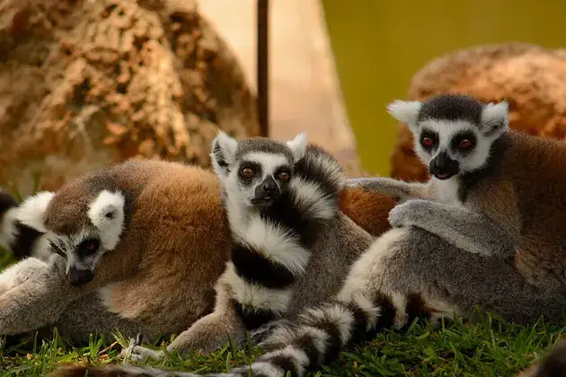A group of ring-tailed lemurs sitting close together.