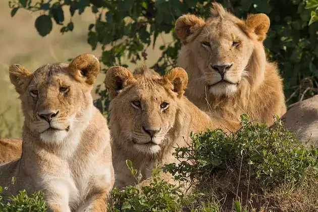 Three lions resting together in a pride.