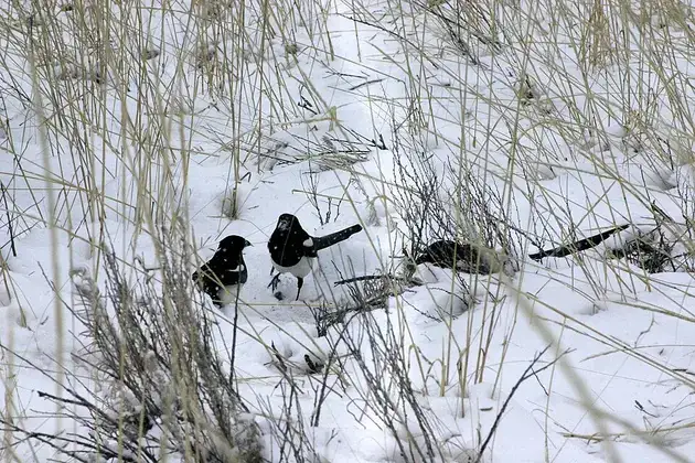 Two magpies standing together on snowy ground.