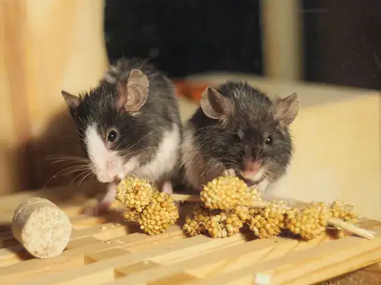 Two pet mice eating seed heads side by side.