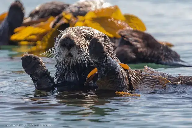 Sea otters floating close together on the water.