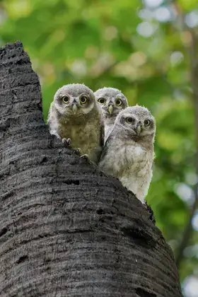 Three young owls perched close together in a tree.
