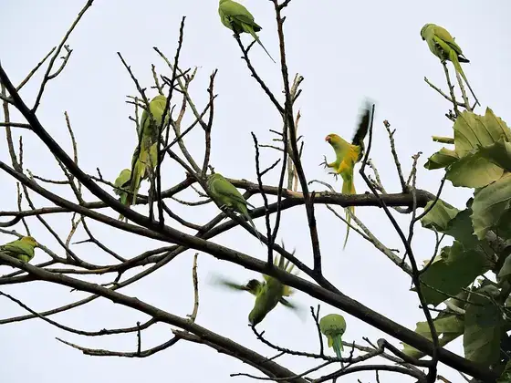 A flock of parrots perched together in tree branches.