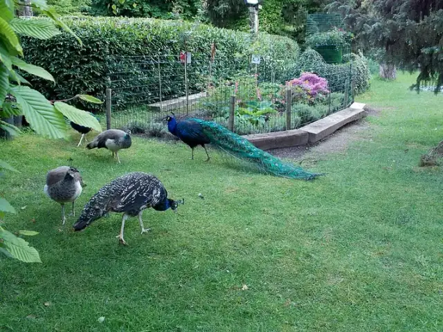 Blue male peafowl and brown female peafowl gathered on a lawn.
