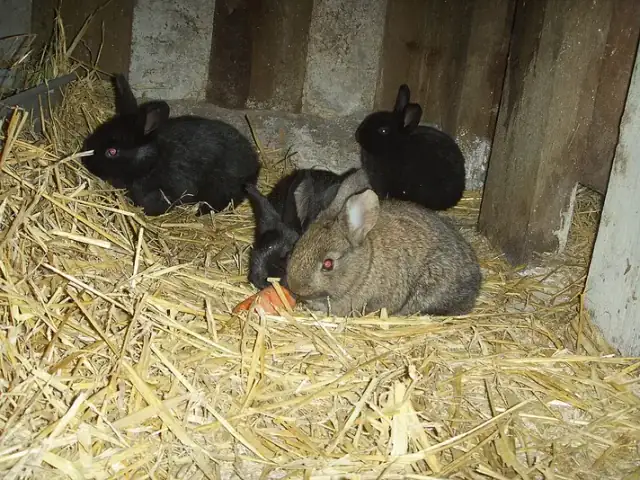 Several young domestic rabbits huddled together on straw inside a hutch.