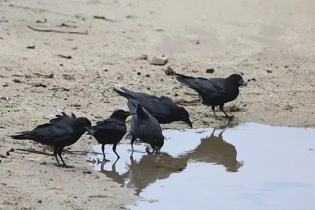 Ravens gathered around a puddle.