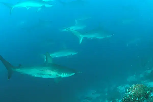 A school of hammerhead sharks swimming underwater.