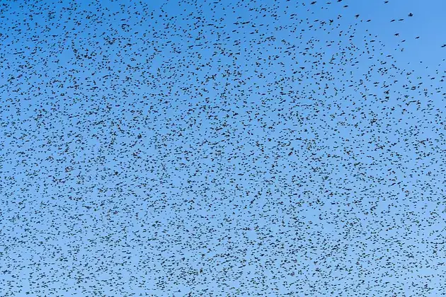 A dense flock of starlings forming a murmuration in the sky.
