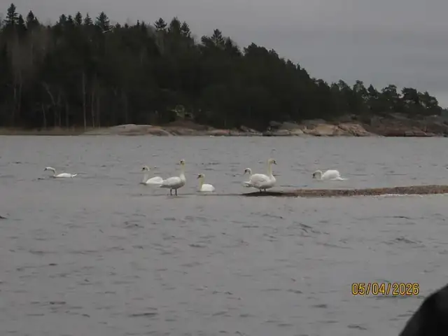 Several white swans floating together near a wooded shoreline.