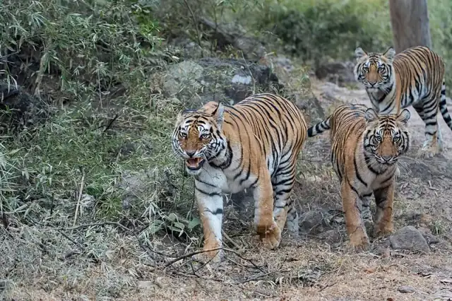Three tigers, a tigress with her cubs, walking together along a woodland trail.