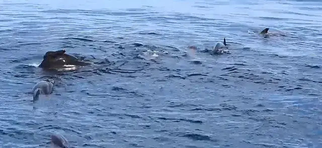 Several whales surfacing together in the open sea.
